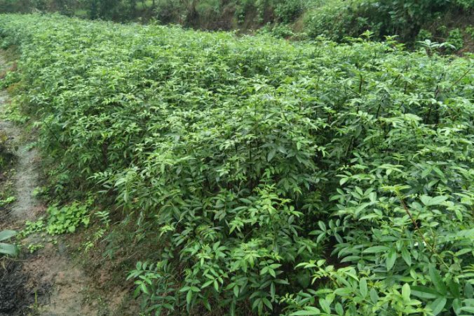 花椒是中国本土作物吗