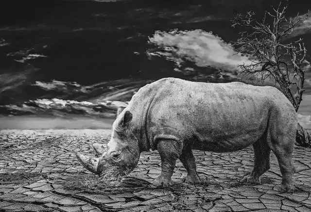 灰犀牛是什么意思？