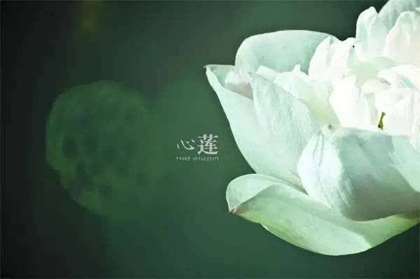 心莲的寓意是什么意思
