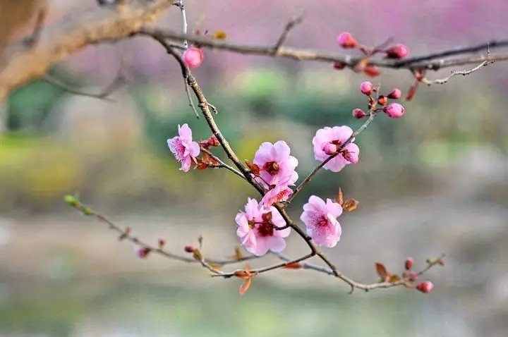 犹有花枝俏的全诗