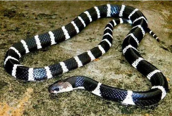 世界上真的有五头蛇吗