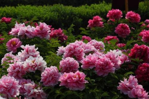 花开放的时间有哪些