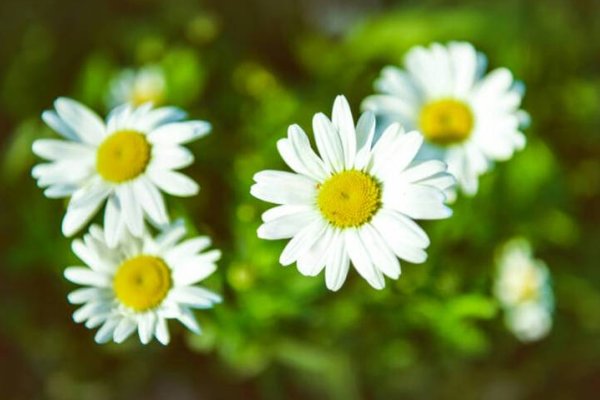 单相思什么意思