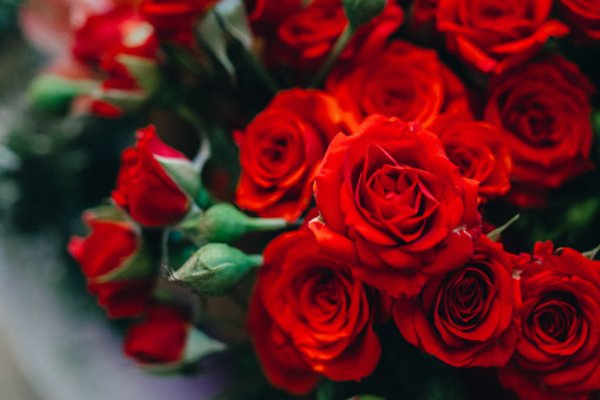 玫瑰花多少钱一朵？