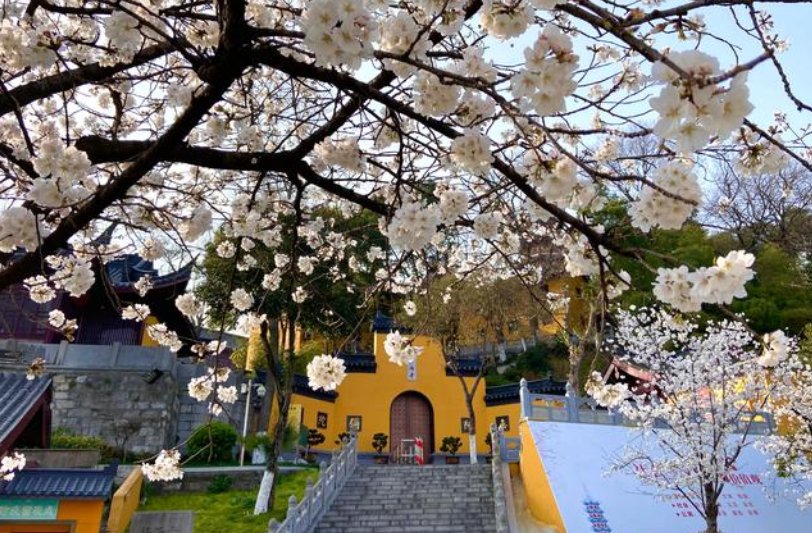 鸡鸣寺樱花开了什么含义?