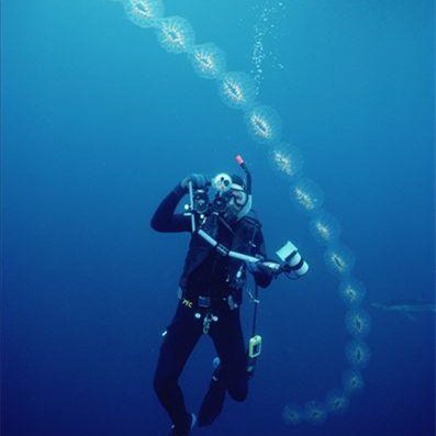 潜水员海底发现幽灵鱼，这种鱼有多罕见？你能否介绍一下？