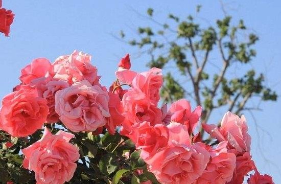 玫瑰到了花期什么意思？