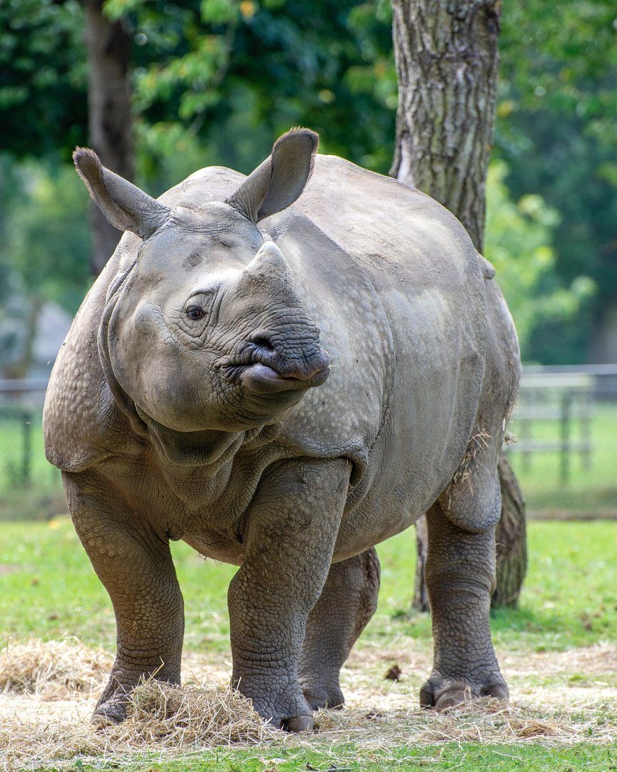 灰犀牛是什么意思？