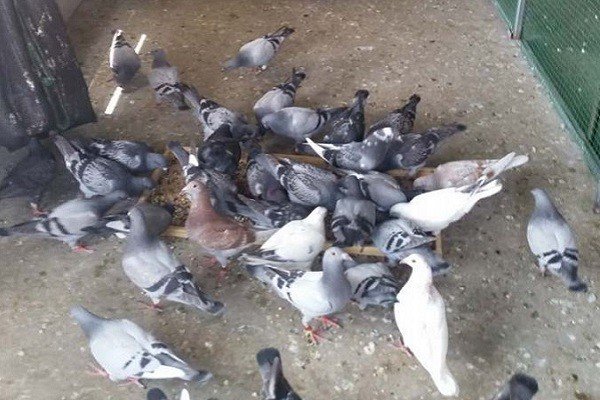 盘锦运翔公棚2022年规程