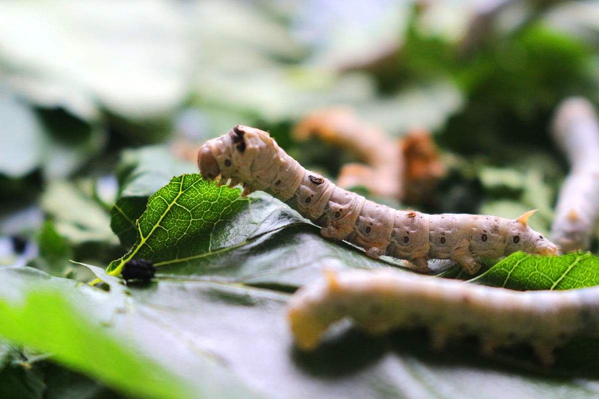 春蚕到死丝方尽春蚕指的是什么
