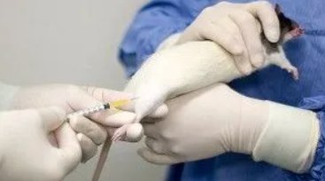 毒理学noael和noel的区别