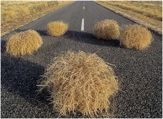 风滚草在中国叫什么？能吃吗？