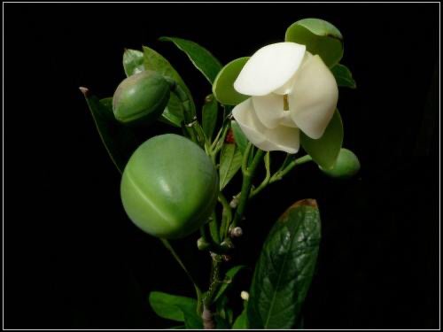 夜合花是什么花