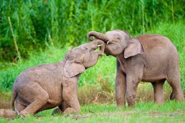 非洲最小的大象