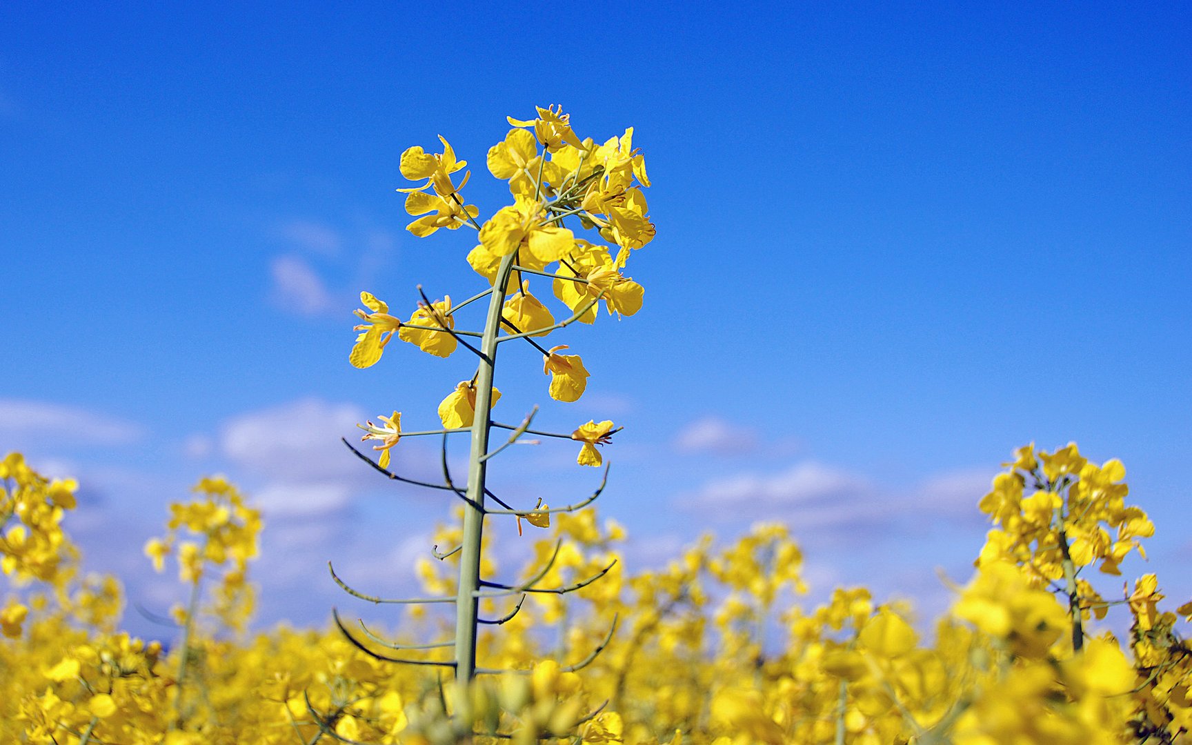 一句看油菜花的心情