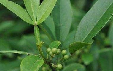 竹叶椒的功效与作用 竹叶椒的副作用