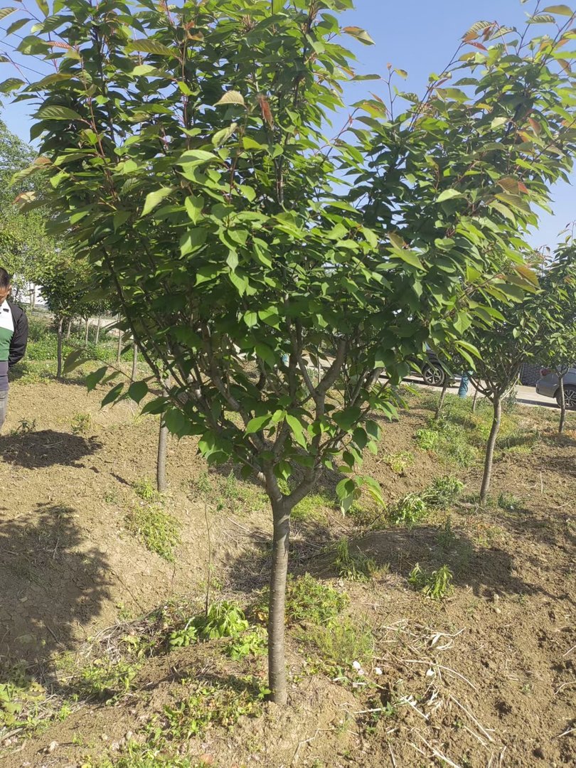 樱花什么时候开花