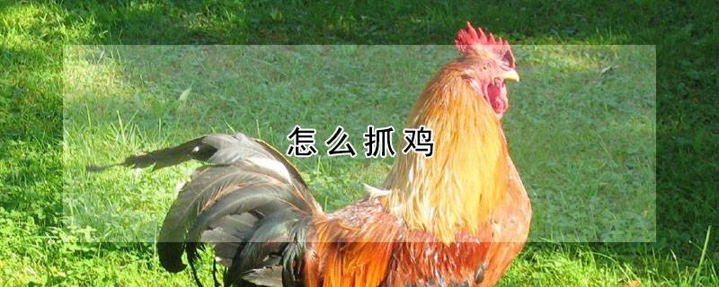 怎么抓鸡