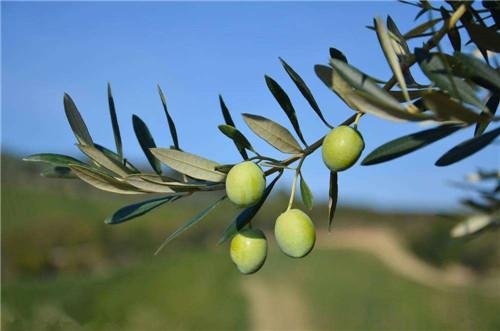 '投来橄榄枝'或'抛来橄榄枝'是什么意思?