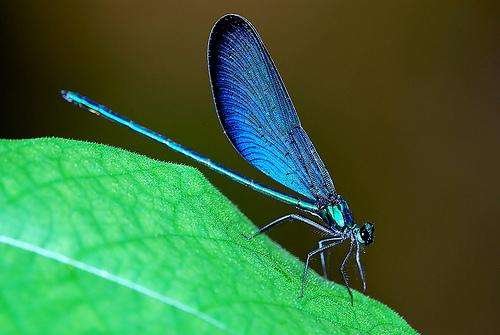 蓝豆娘是什么品种的蜻蜓？