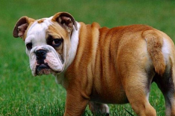 老虎狗是什么品种？