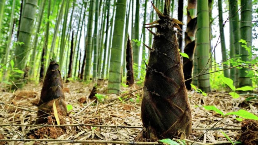 雨后春笋造句比喻句子