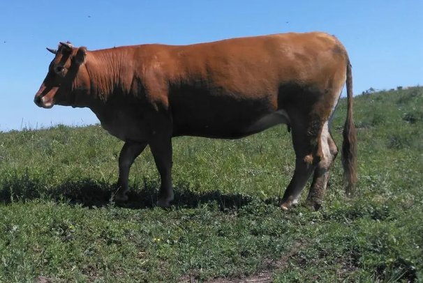 袭人故技代表什么动物