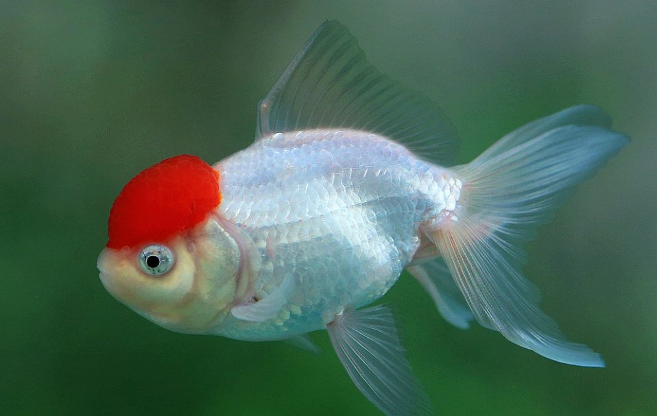 四个鱼念什么鱼，四个鱼念什么字