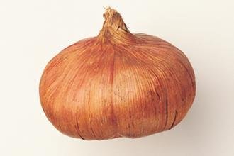 这是什么花的根部