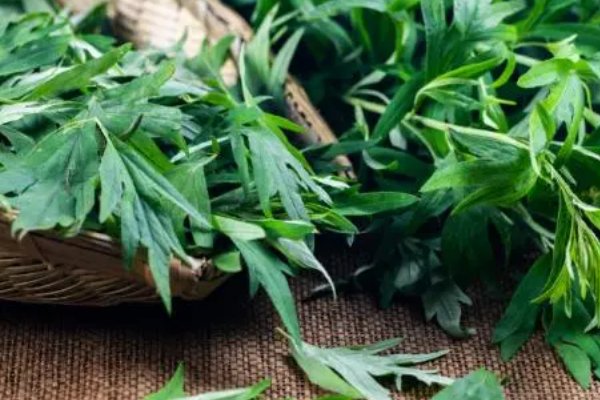 苍蝇的克星是什么