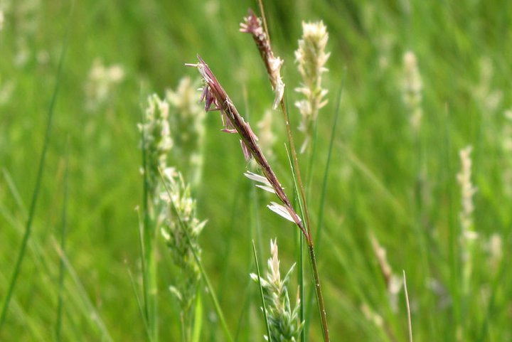 大米草的生长习性