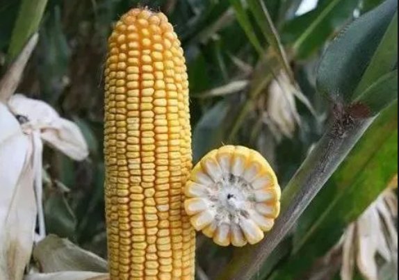 黄淮海最好的玉米品种