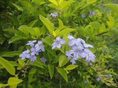 这种是什么植物