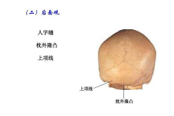 人字缝由什么构成
