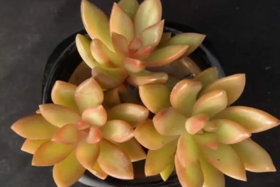 黄色系多肉有哪些品种