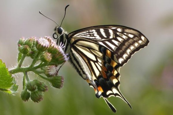 蝴蝶有什么特点