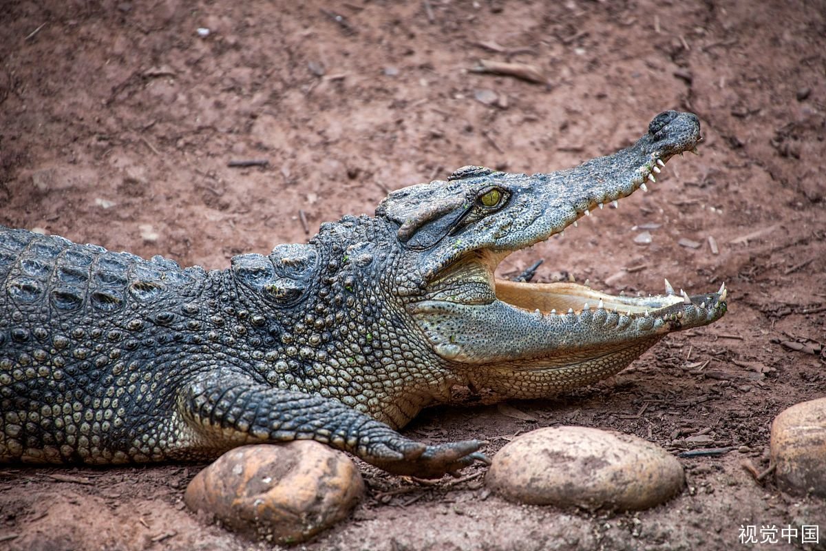 鳄鱼很凶残，但是为什么他不可以伸出他的舌头？