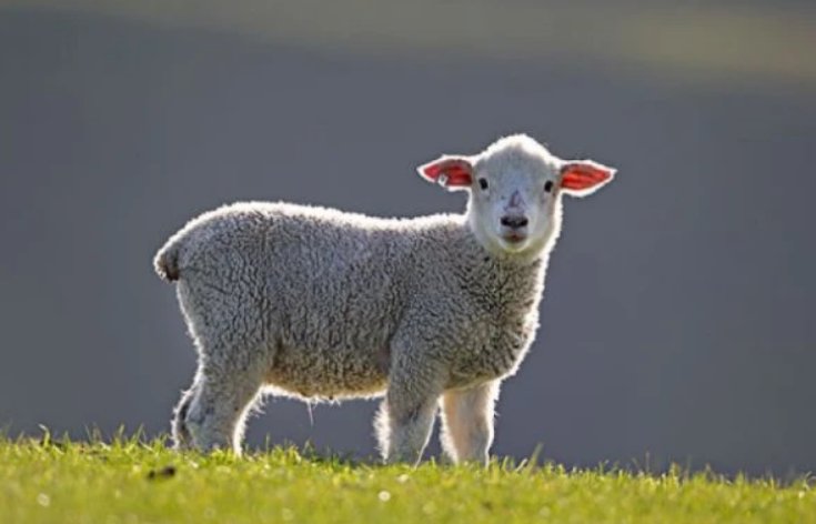 鱼水之情打一个正确生肖