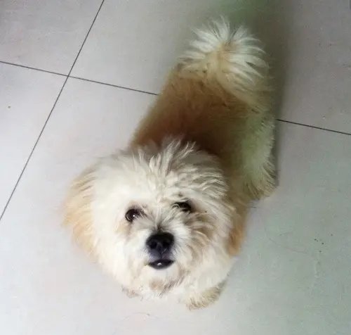 狗狗为去世主人原地等待5年 这是啥情况？