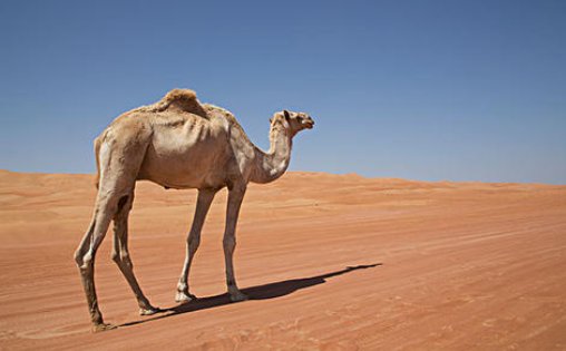 猜字谜；左看马靠它，右看它靠马，两边一起看，脚踩万里沙。答案是？