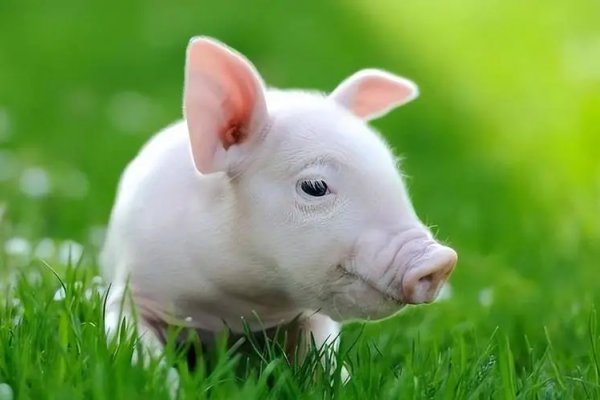 嘴上春风打一生肖谜底