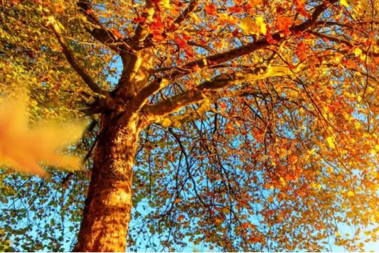 你对秋天的印象是什么?写一段话