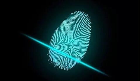 与人类拥有相似的指纹