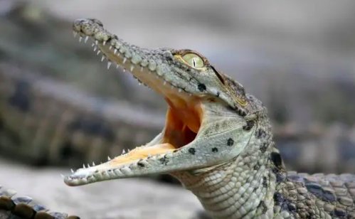 哪种动物会爬树