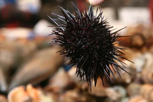 海胆这种生物长有牙齿吗？它们是如何进食的？