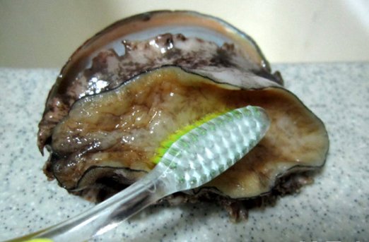 鲍鱼主要吃它的哪个部位?