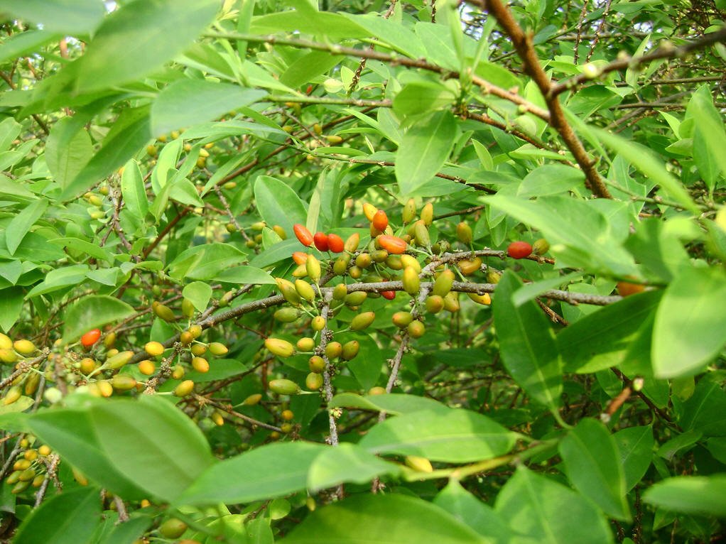 古柯属的所有物种