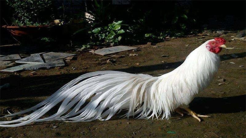 潦草塞责指什么动物