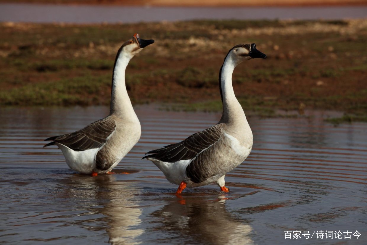 “问世间，情为何物？直教生死相许”不是写给人的吗？