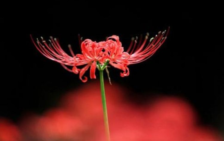 彼岸花,花开无叶,叶生无花,相念相惜却不得相见. 为什么